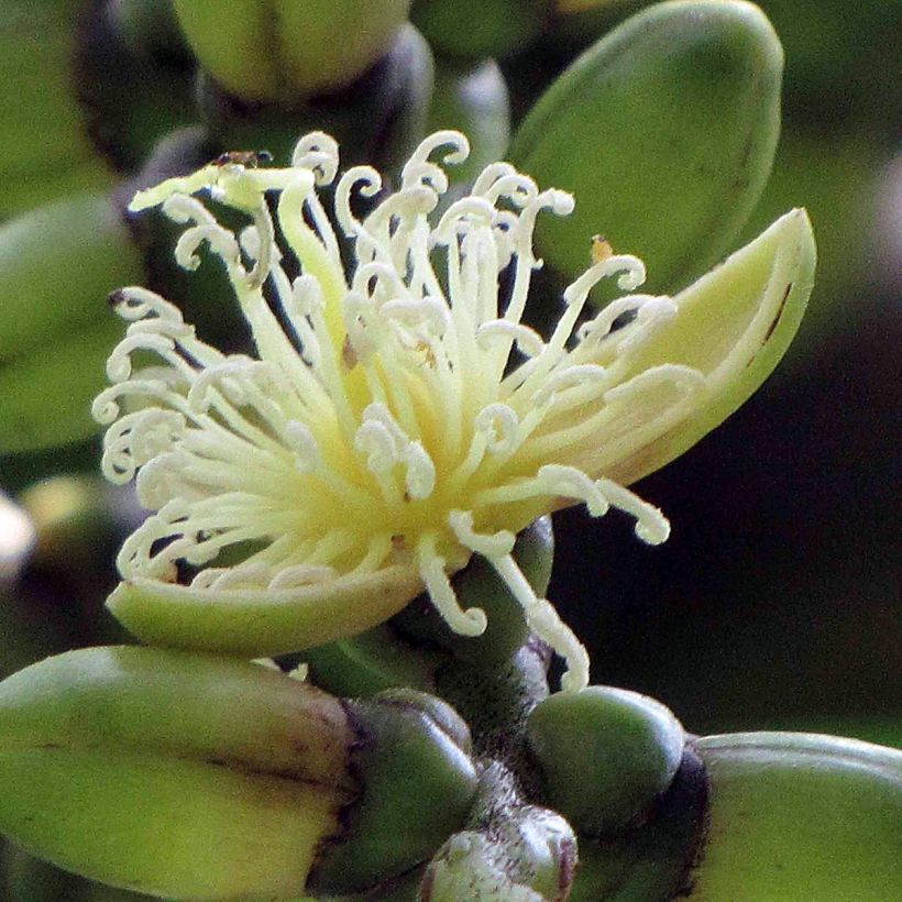 Wodyetia bifurcata - Palmier queue-de-renard (Floraison)