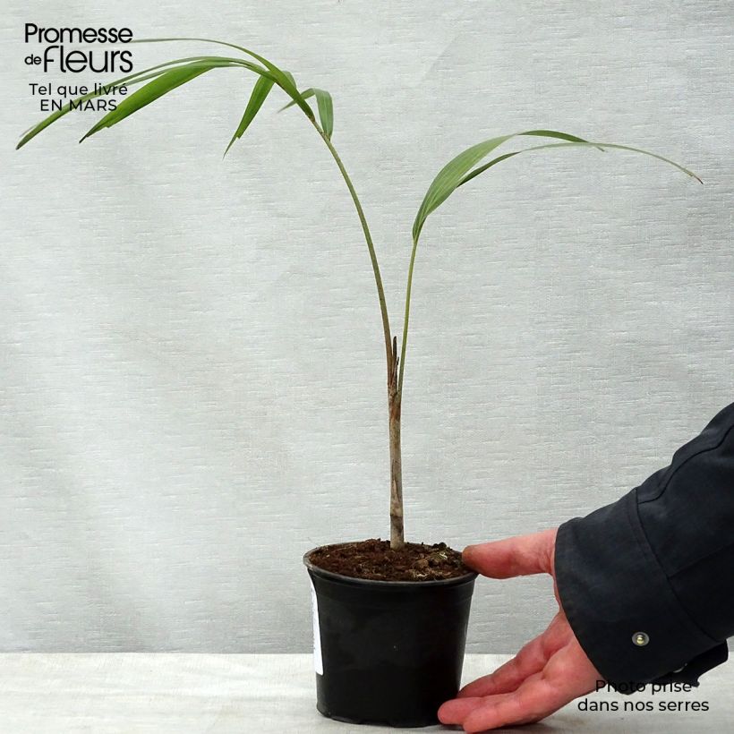 Spécimen de Wodyetia bifurcata - Palmier queue-de-renard Pot de 25 L tel que livré au printemps