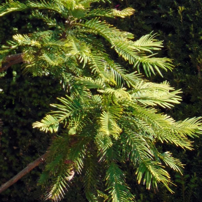 Wollemia nobilis - Pin de Wollemi (Feuillage)