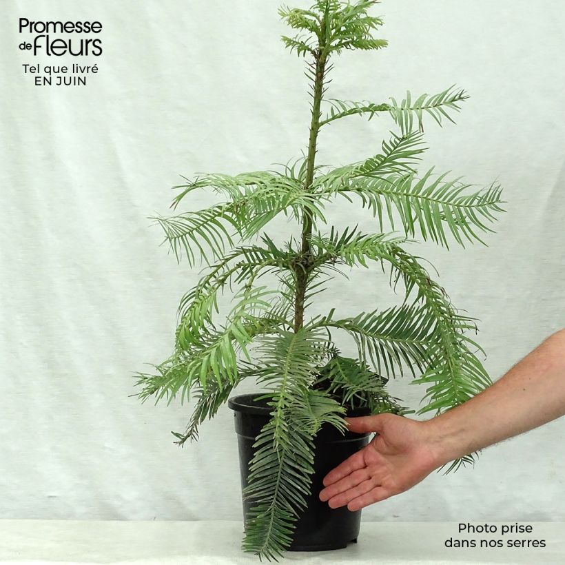 Spécimen de Wollemia nobilis - Pin de Wollemi Pot de 6L/7L tel que livré en été