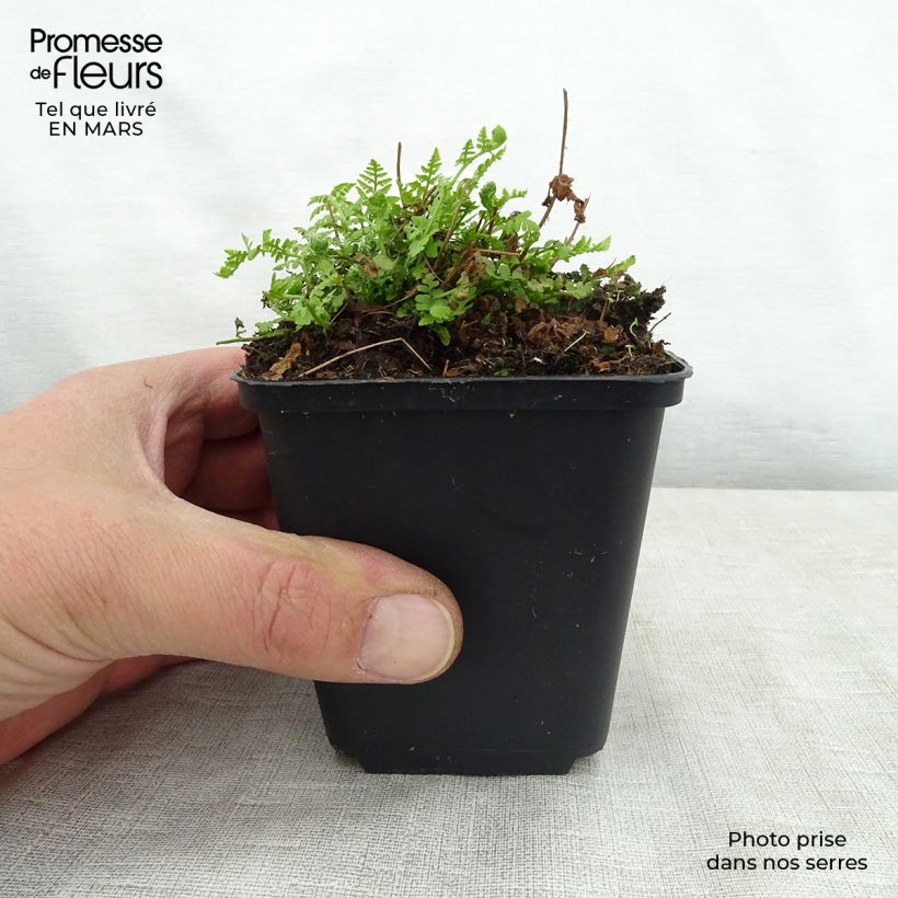 Spécimen de Woodsia obtusa - Fougère Godet de 9cm tel que livré au printemps