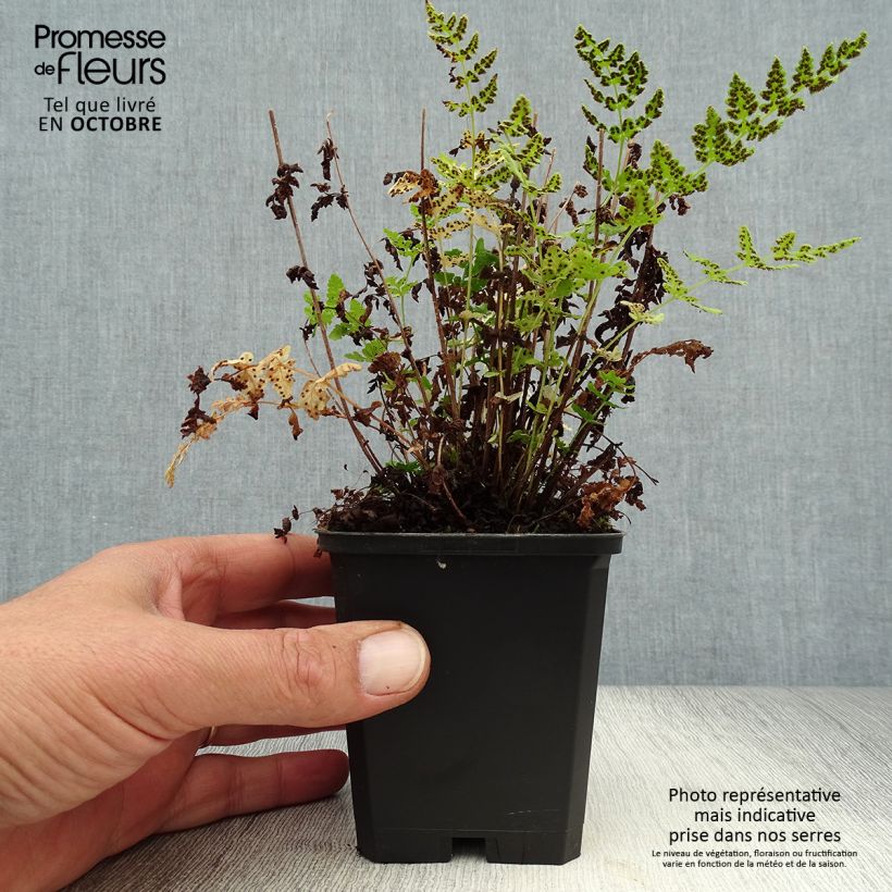 Spécimen de Woodsia obtusa - Fougère Godet de 8/9 cm tel que livré en automne