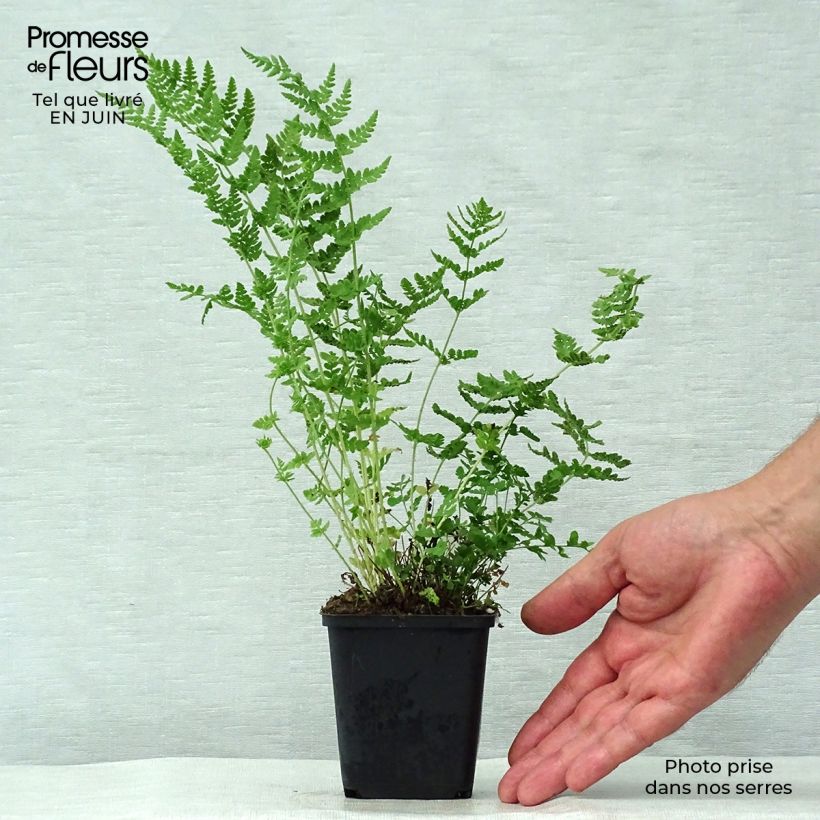 Spécimen de Woodsia obtusa - Fougère Godet de 8/9 cm tel que livré en été
