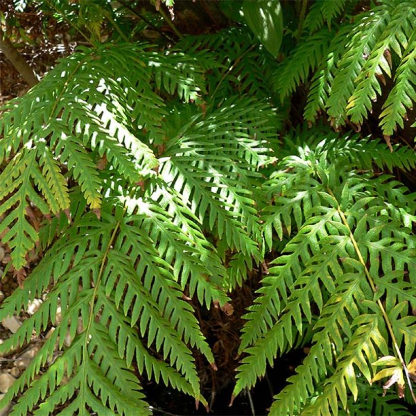 Woodwardia fimbriata - Fougère  (Feuillage)