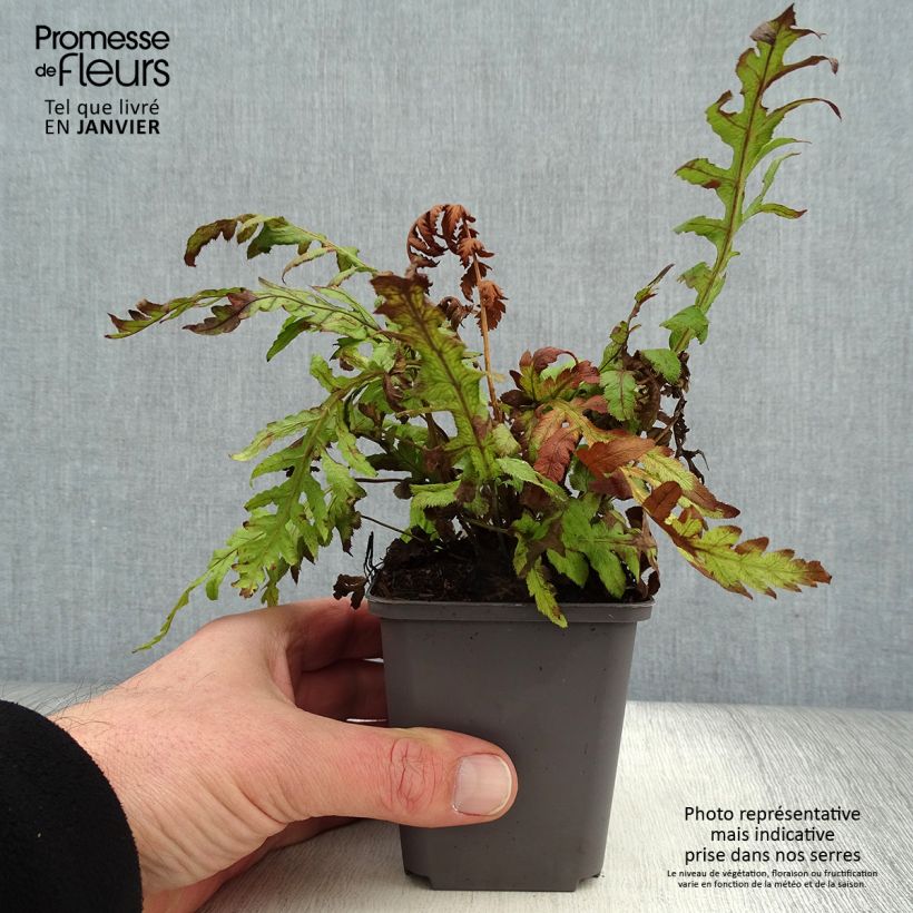 Spécimen de Woodwardia fimbriata - Fougère  tel que livré en hiver