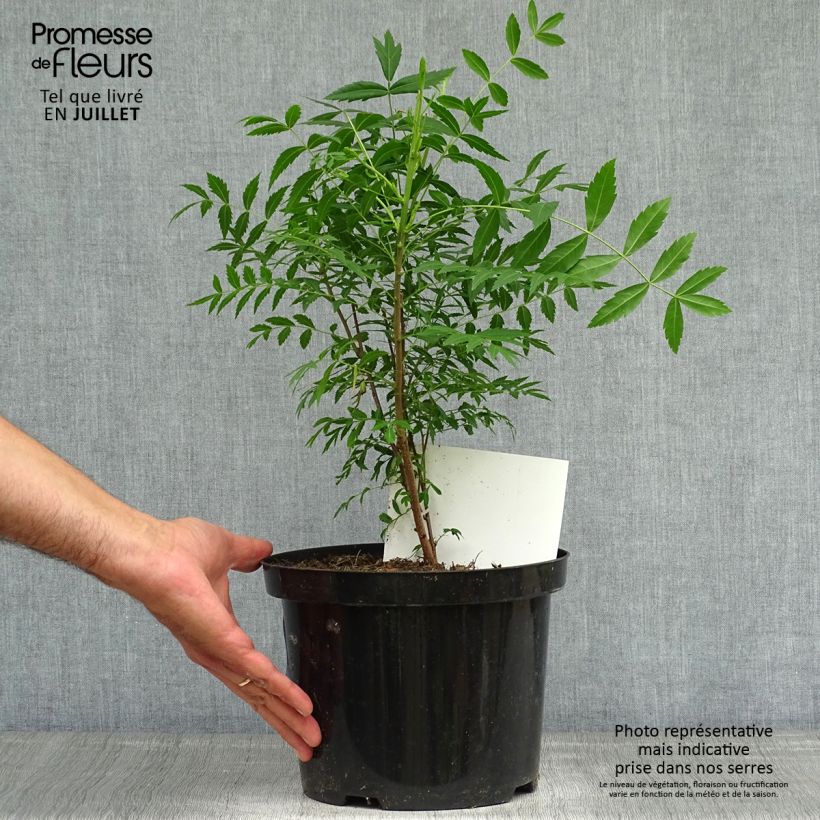 Spécimen de Xanthoceras sorbifolium Pot de 3L/4L tel que livré en été