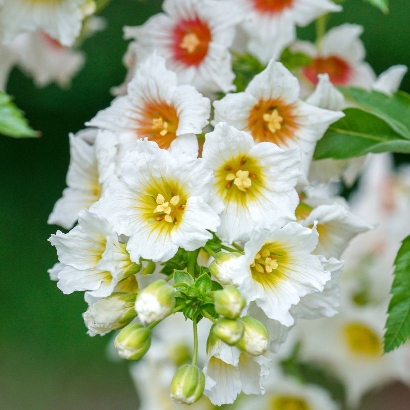 Xanthoceras sorbifolium (Floraison)