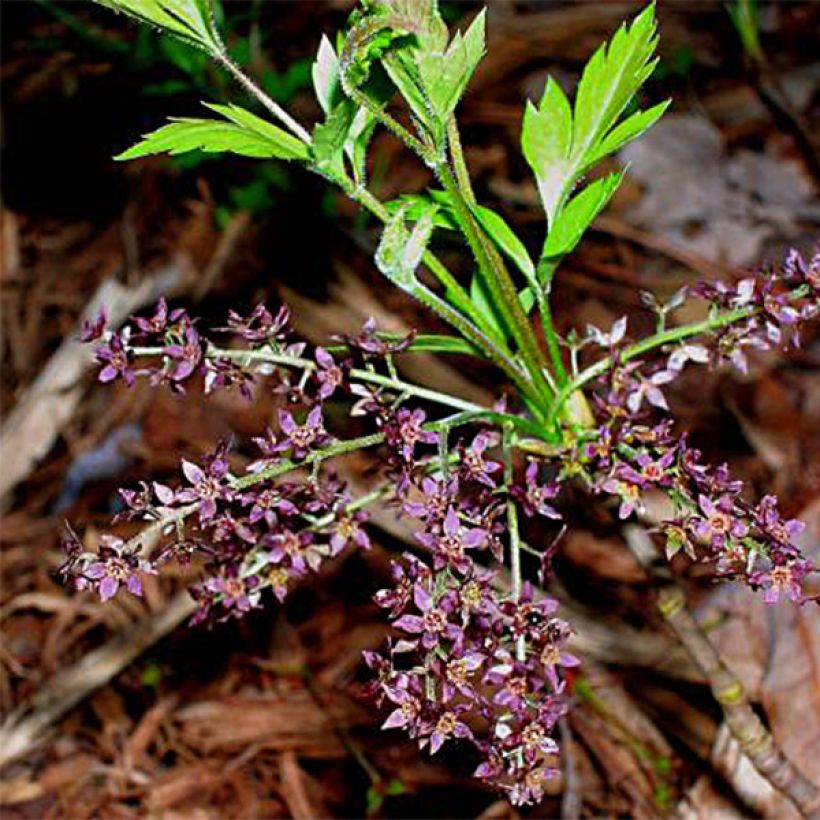 Xanthorhiza simplicissima (Floraison)