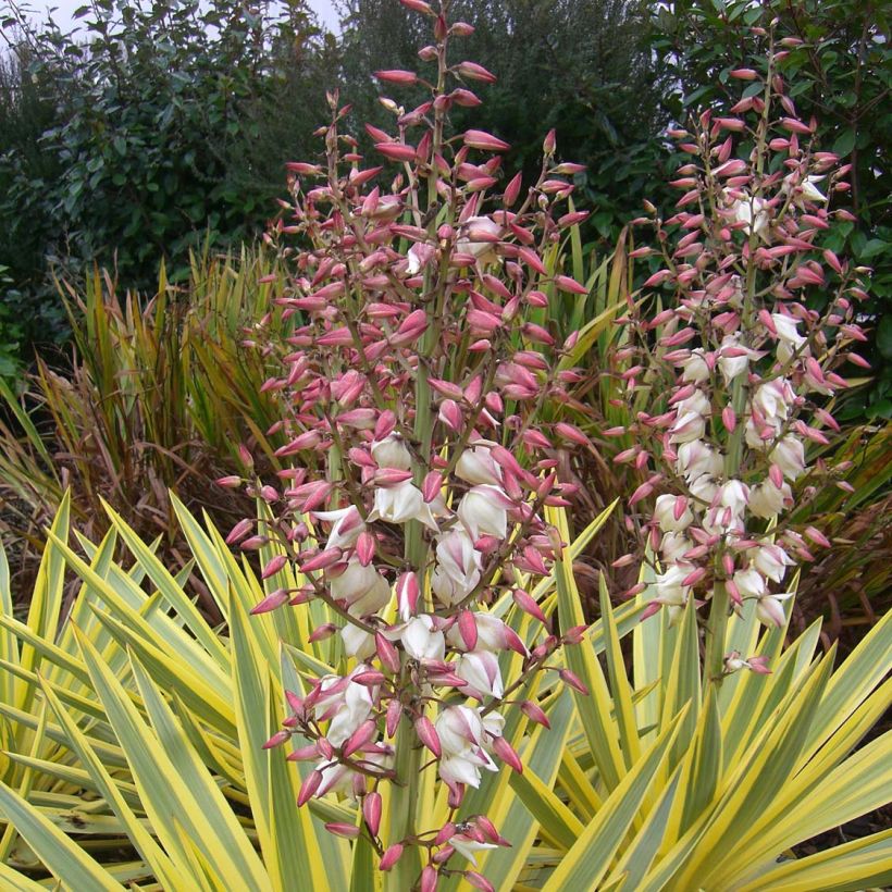 Yucca Bright Star - Yucca panaché (Floraison)