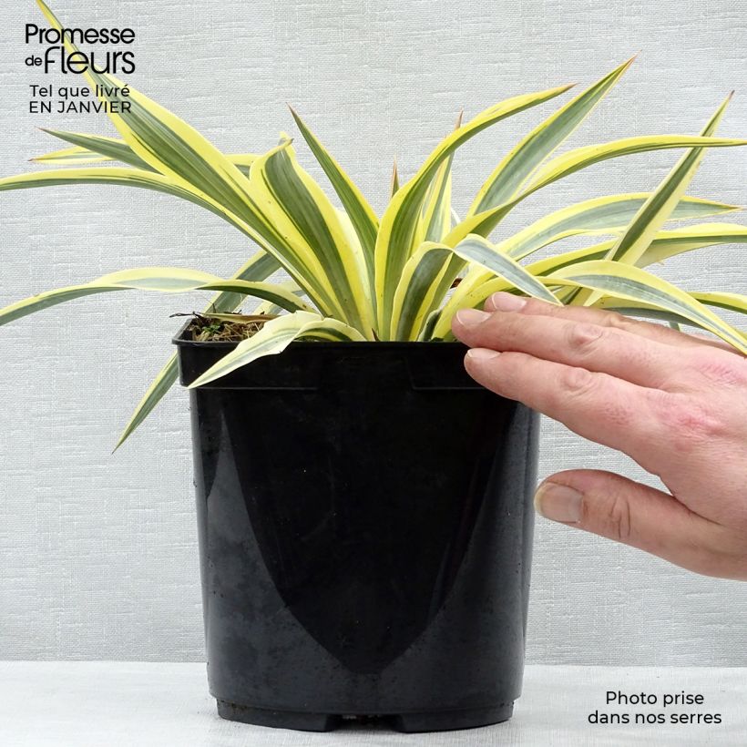 Spécimen de Yucca Bright Star - Yucca panaché Pot de 2L/3LHauteur livrée env. 15/20cm tel que livré en hiver