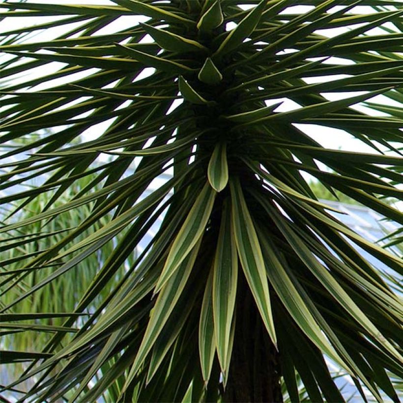 Yucca aloifolia - Yucca à feuilles d'Aloès (Feuillage)