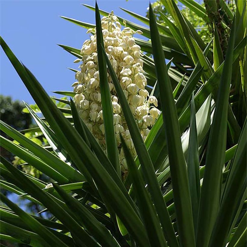 Yucca aloifolia - Yucca à feuilles d'Aloès (Floraison)