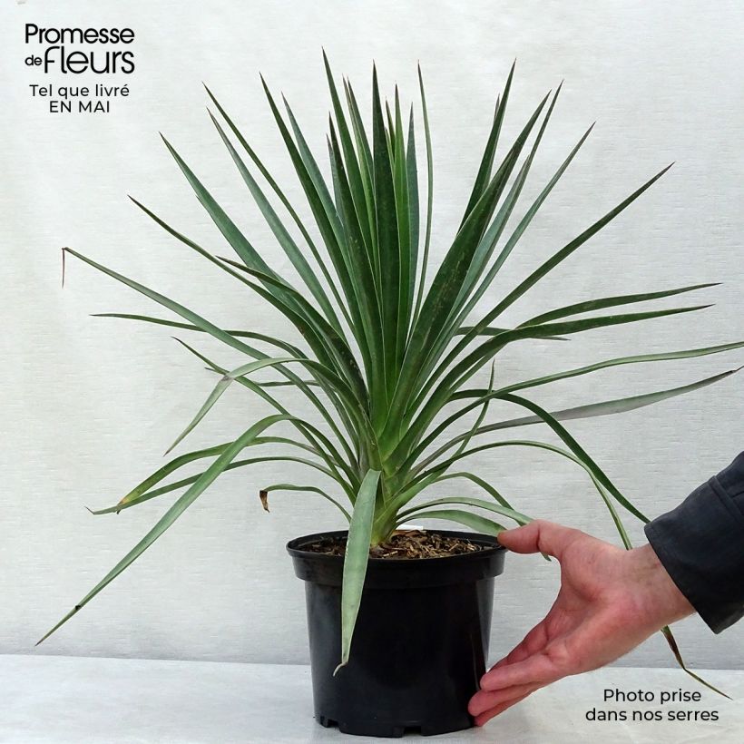 Spécimen de Yucca aloifolia - Yucca à feuilles d'Aloès Pot de 2L/3L tel que livré au printemps