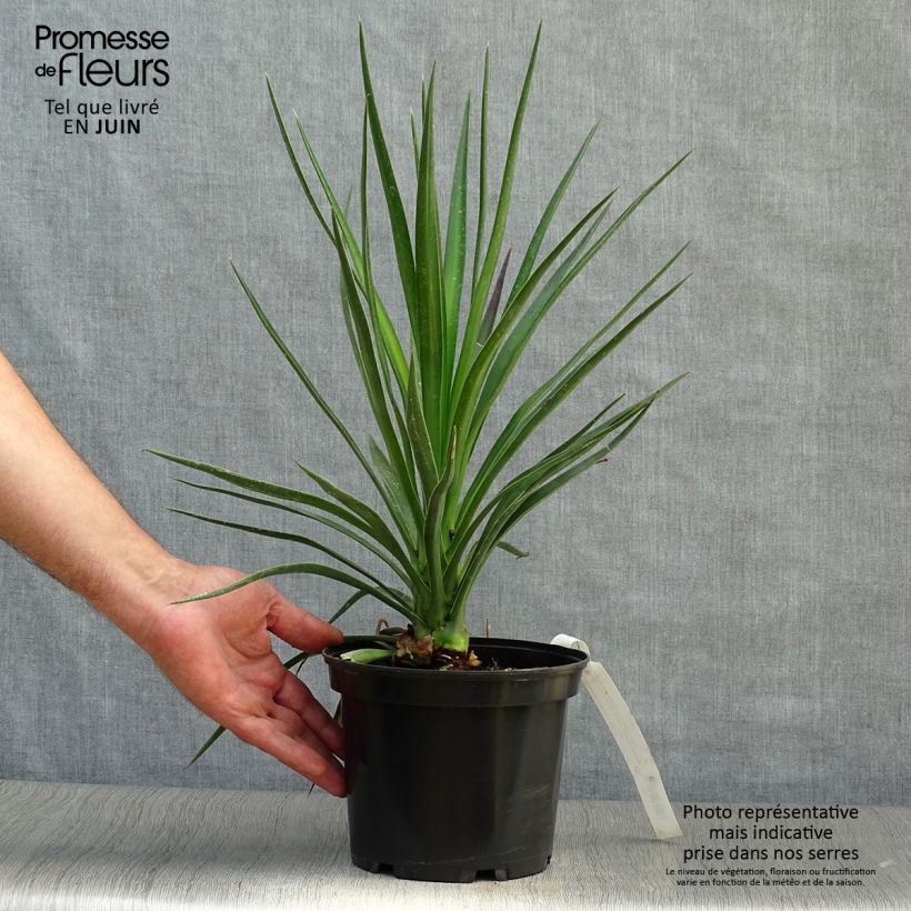Spécimen de Yucca aloifolia - Yucca à feuilles d'Aloès Pot de 2L/3L tel que livré en été