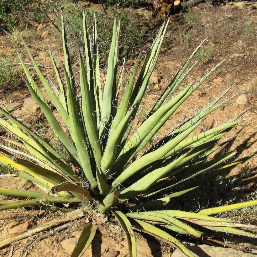 Yucca banane - Yucca baccata (Feuillage)