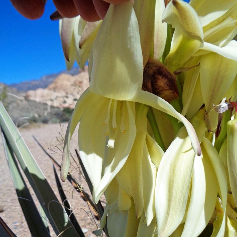 Yucca banane - Yucca baccata (Floraison)