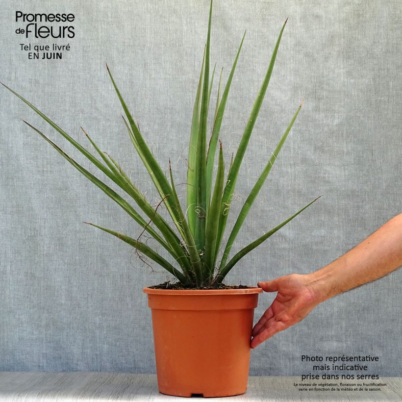Spécimen de Yucca banane - Yucca baccata Pot de 7,5L/10L tel que livré en été