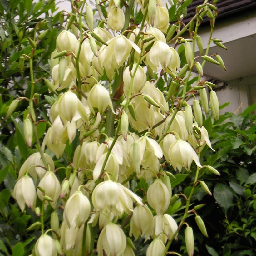 Yucca elephantipes Jewel - Yucca pied d'éléphant panaché (Floraison)