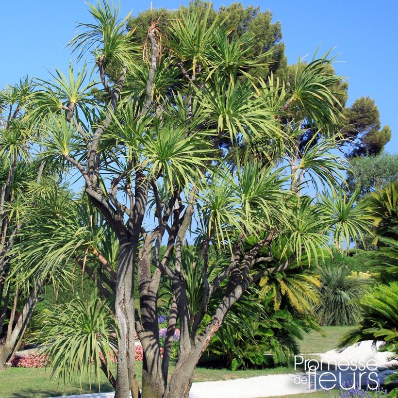 Yucca elephantipes Jewel - Yucca pied d'éléphant panaché (Port)