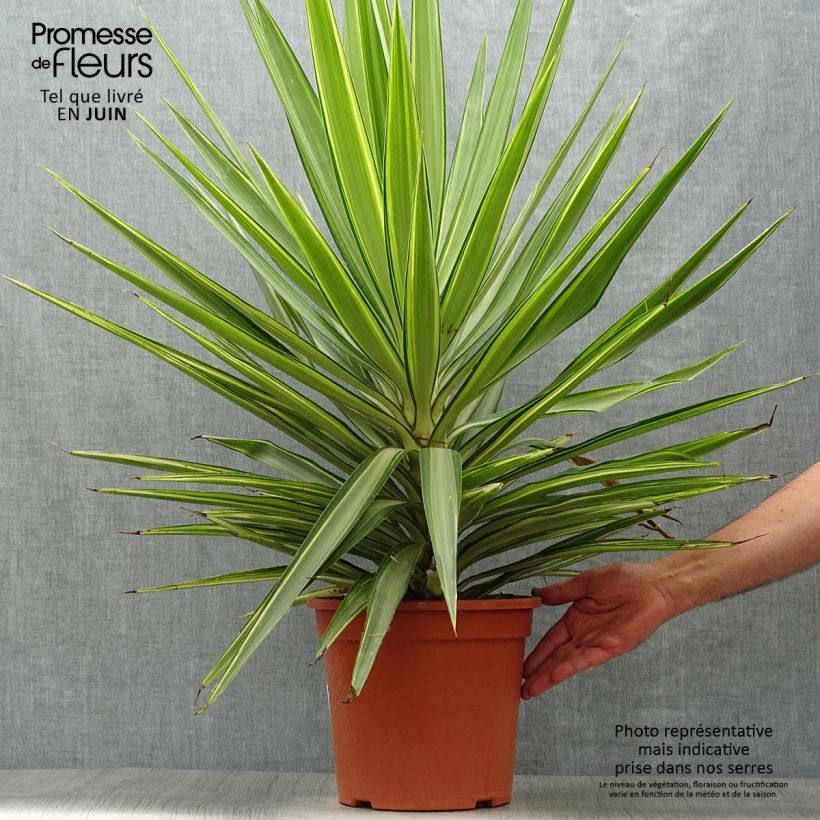 Spécimen de Yucca elephantipes Jewel - Yucca pied d'éléphant panaché Pot de 7,5L/10L tel que livré en été