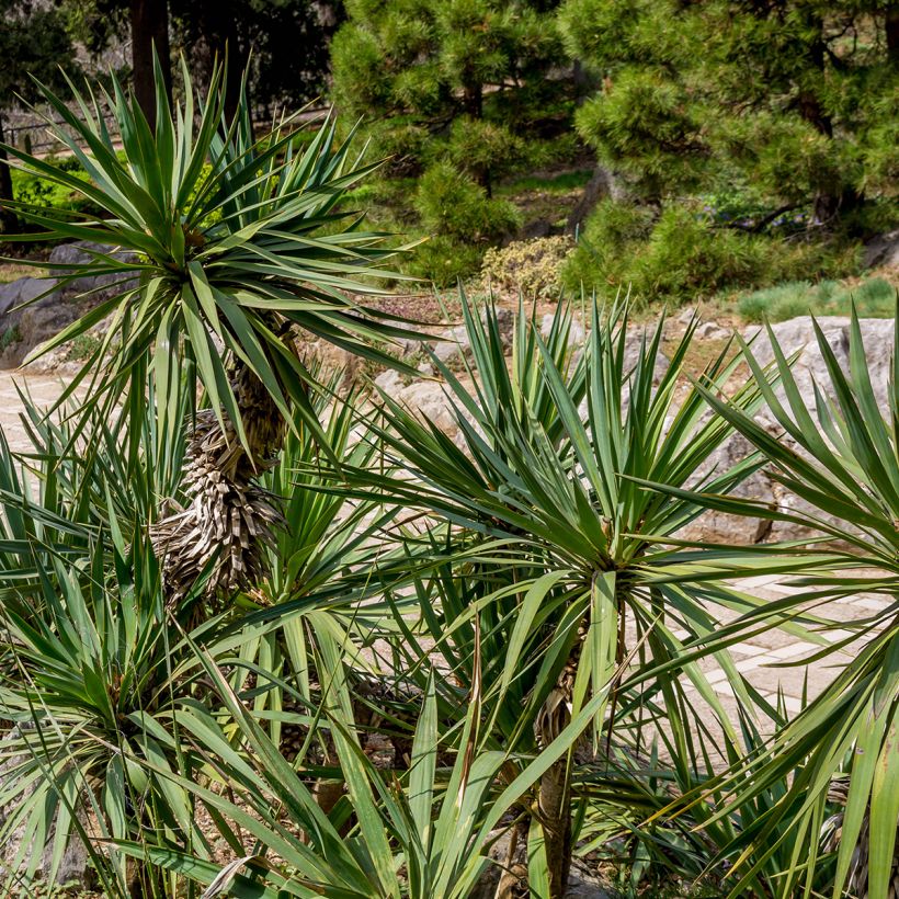 Yucca elephantipes - Yucca pied d'éléphant  (Feuillage)