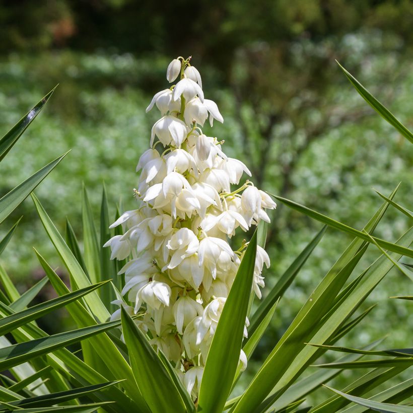 Yucca elephantipes - Yucca pied d'éléphant  (Floraison)