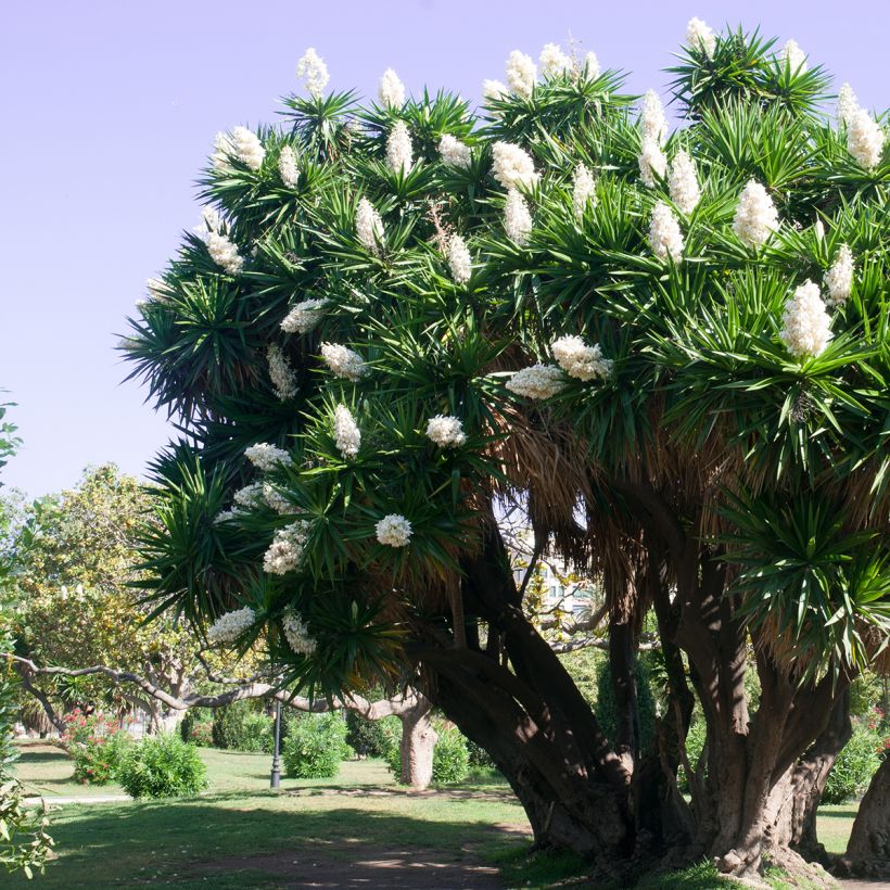 Yucca elephantipes - Yucca pied d'éléphant  (Port)