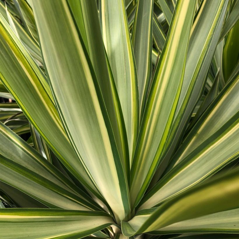 Yucca elephantipes Jewel - Yucca pied d'éléphant panaché (Feuillage)