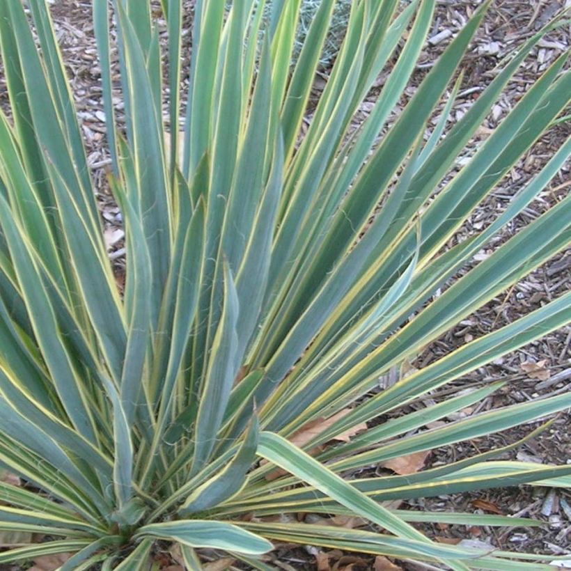 Yucca filamentosa Bright Edge - Yucca filamenteux (Feuillage)