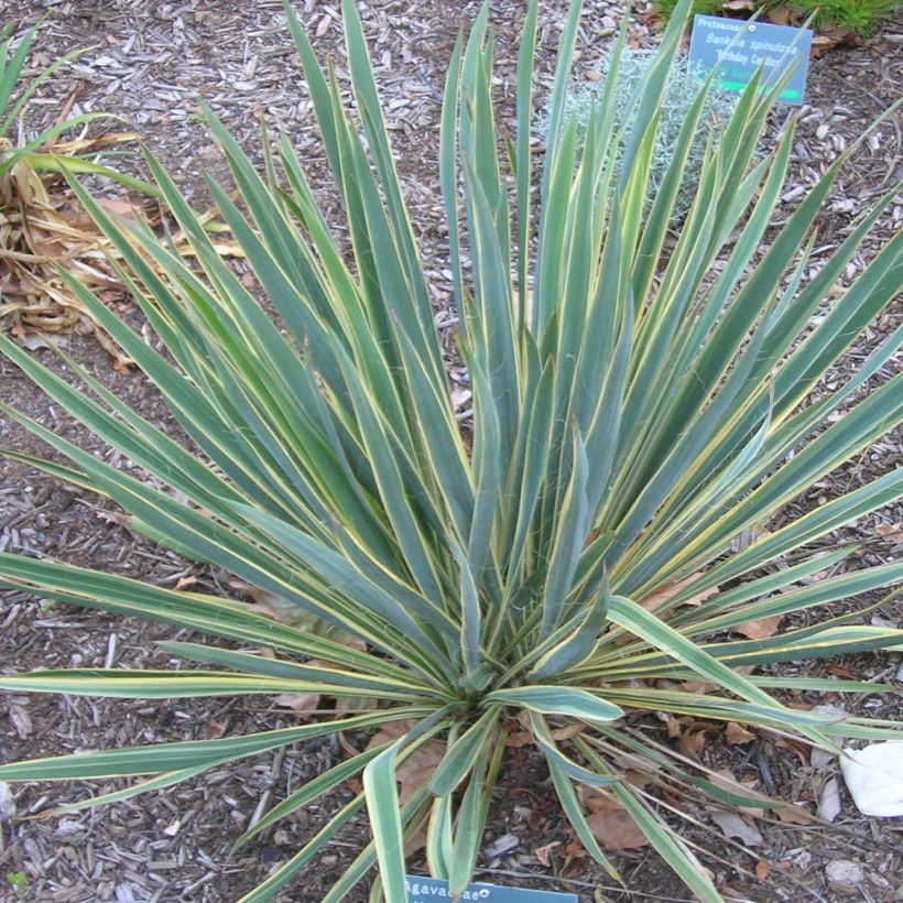 Yucca filamentosa Bright Edge - Yucca filamenteux (Port)