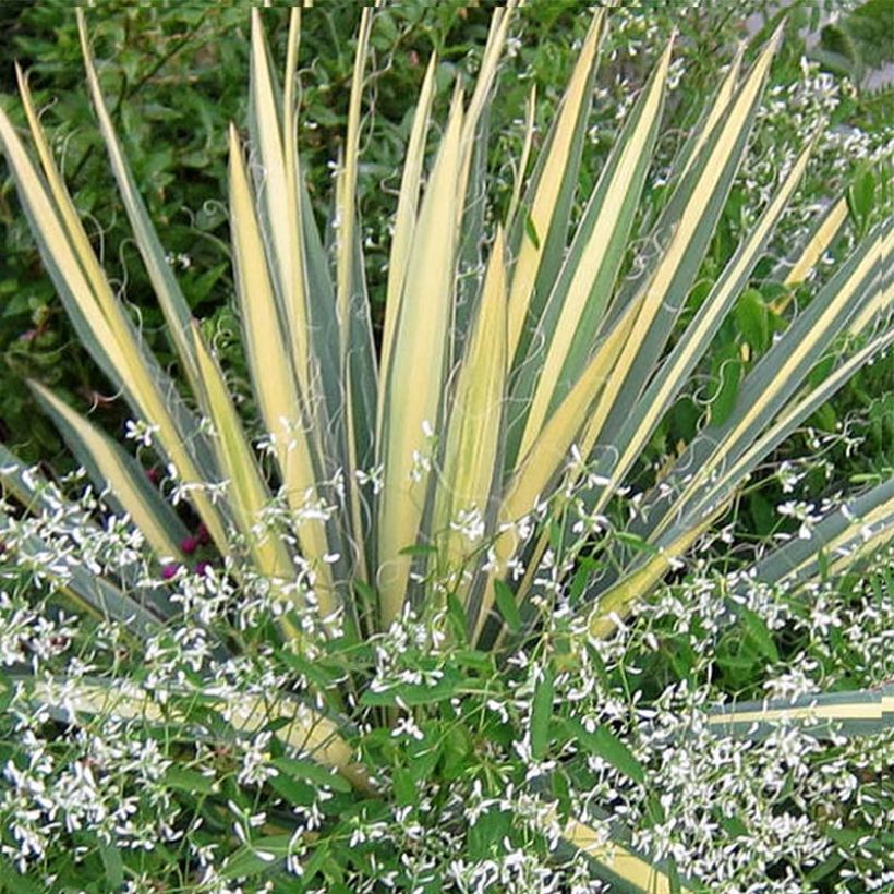 Yucca filamentosa Colour Guard - Yucca filamenteux panaché (Feuillage)