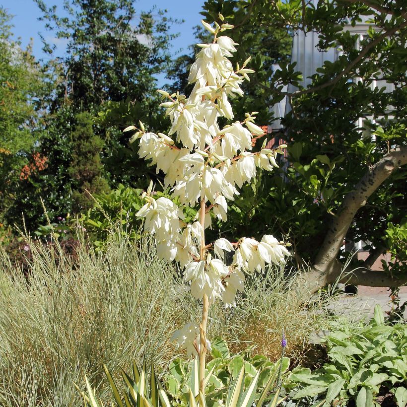 Yucca filamentosa Colour Guard - Yucca filamenteux panaché (Floraison)