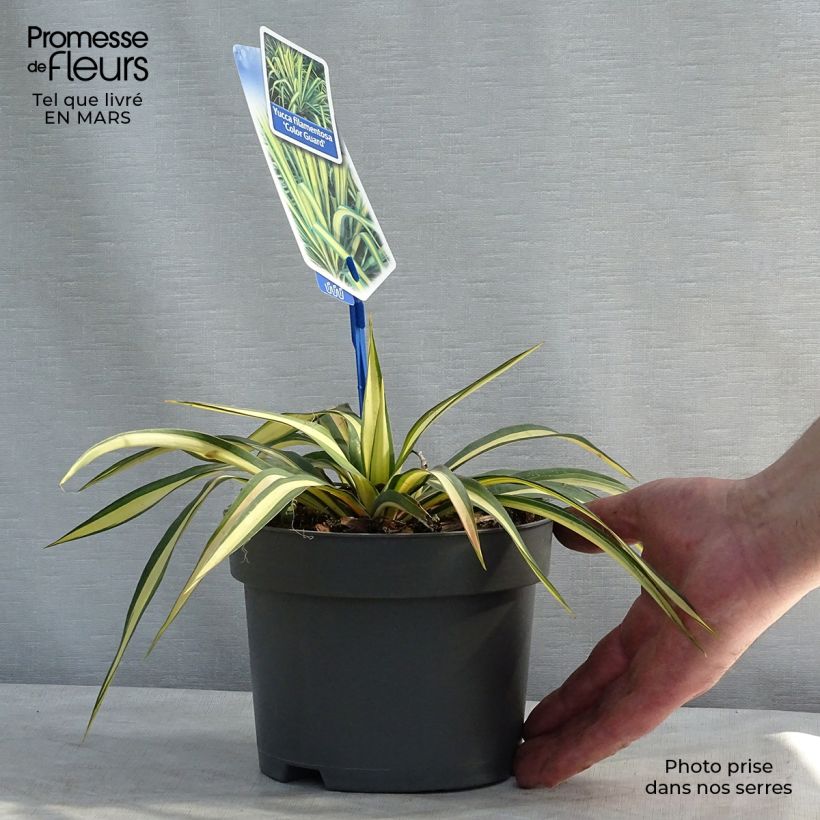 Spécimen de Yucca filamentosa Colour Guard - Yucca filamenteux panaché en pot de 2/3L tel que livré au printemps