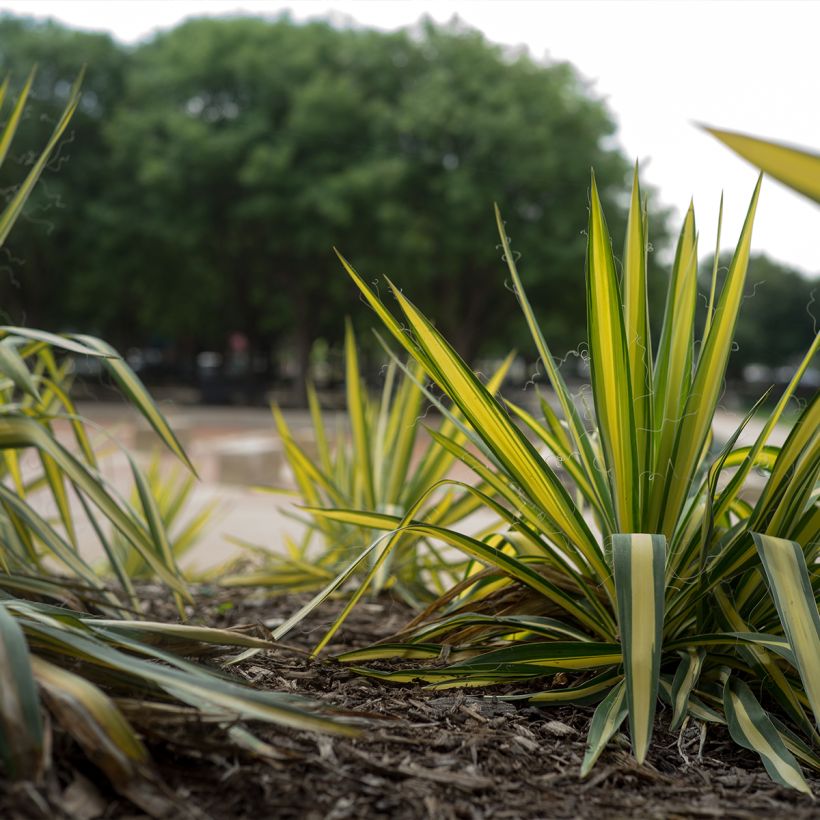 Yucca filamentosa Colour Guard - Yucca filamenteux panaché (Port)