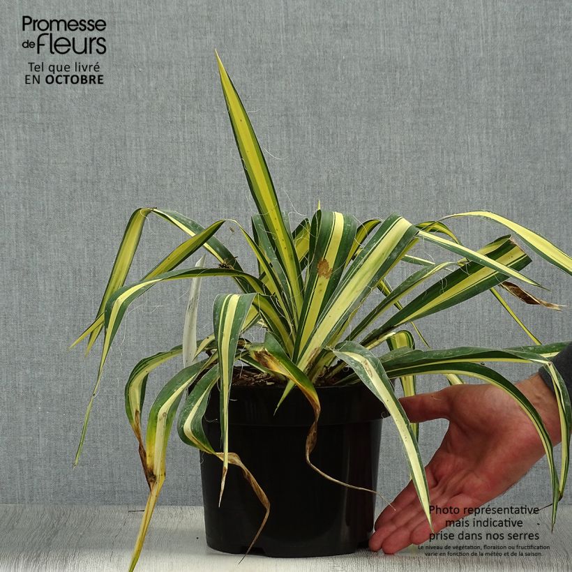 Spécimen de Yucca filamentosa Colour Guard - Yucca filamenteux panaché Pot de 2L/3L tel que livré en automne