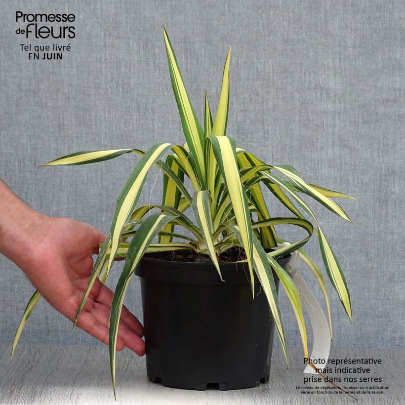 Spécimen de Yucca filamentosa Colour Guard - Yucca filamenteux panaché Pot de 2L/3L tel que livré en été