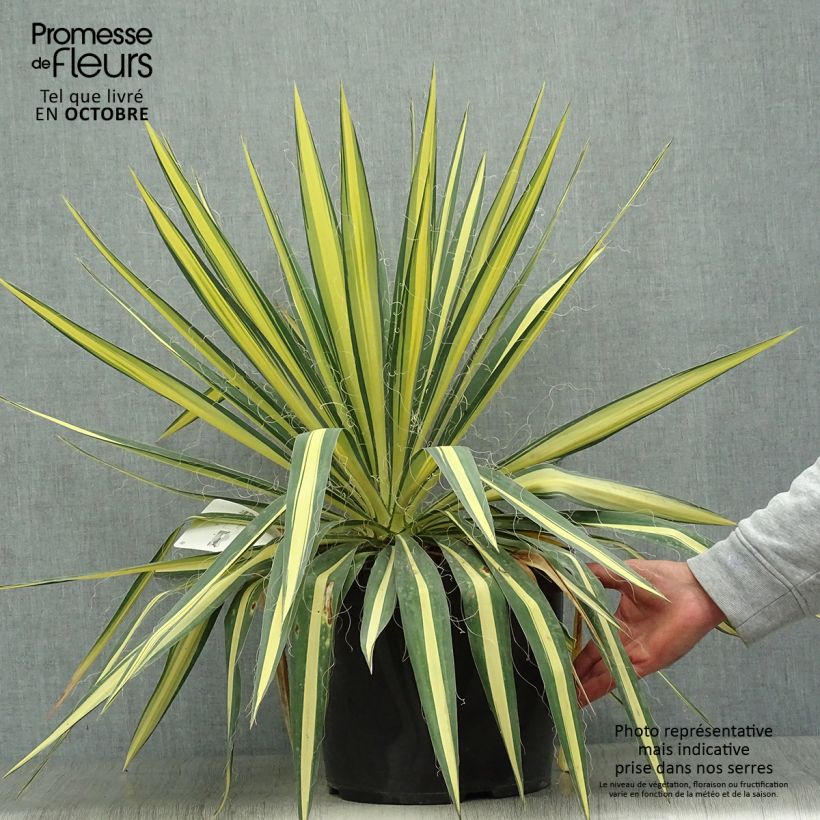 Spécimen de Yucca filamentosa Colour Guard - Yucca filamenteux panaché Pot de 4L/5L tel que livré en automne
