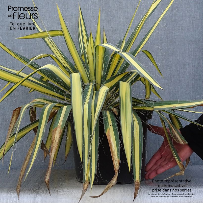 Spécimen de Yucca filamentosa Colour Guard - Yucca filamenteux panaché tel que livré en hiver