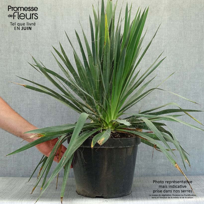 Spécimen de Yucca filamentosa Pot de 6L/7L tel que livré en été