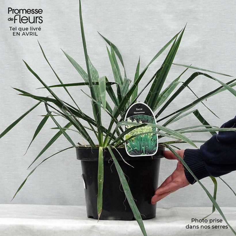 Spécimen de Yucca filamentosa en pot de 6L/7L tel que livré au printemps