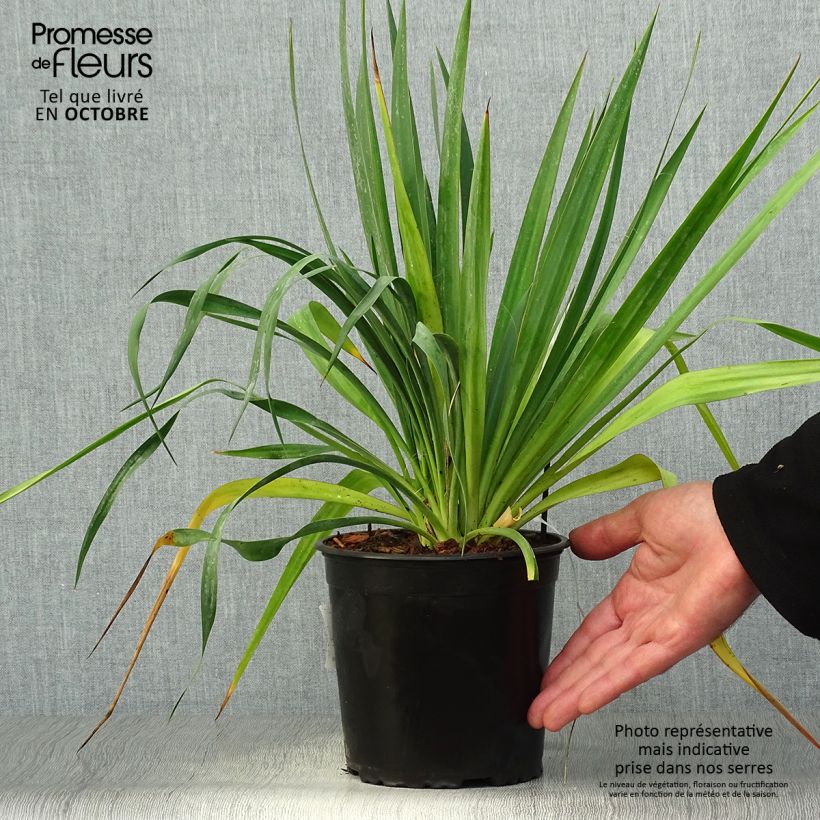 Spécimen de Yucca filamentosa Pot de 2L/3L tel que livré en automne