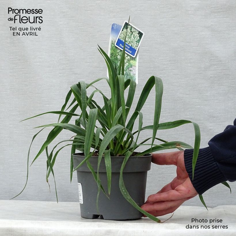 Spécimen de Yucca filamentosa en pot de 2/3L tel que livré au printemps
