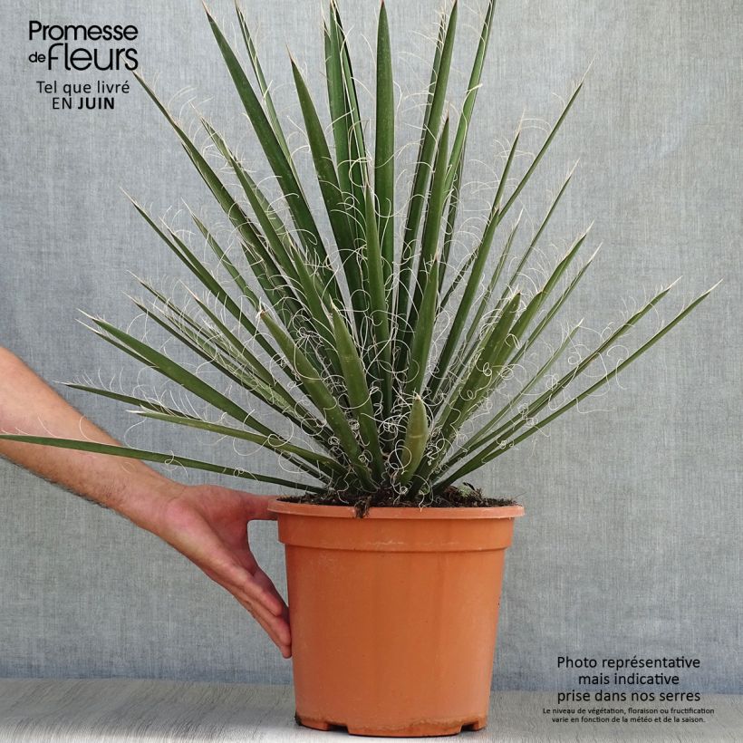 Spécimen de Yucca filifera - Yucca filifère Pot de 7,5L/10L tel que livré en été