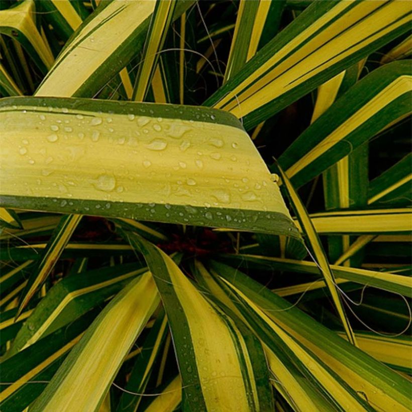 Yucca flaccida Golden Sword (Feuillage)