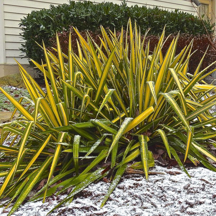 Yucca flaccida Golden Sword (Port)