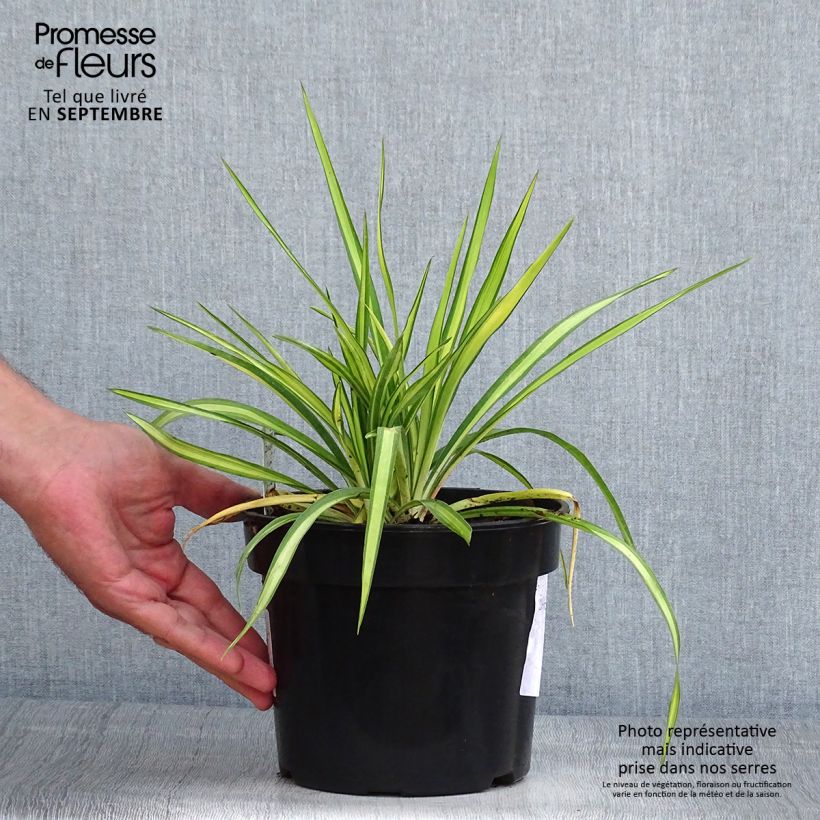 Spécimen de Yucca flaccida Golden Sword Pot de 2L/3L tel que livré en été