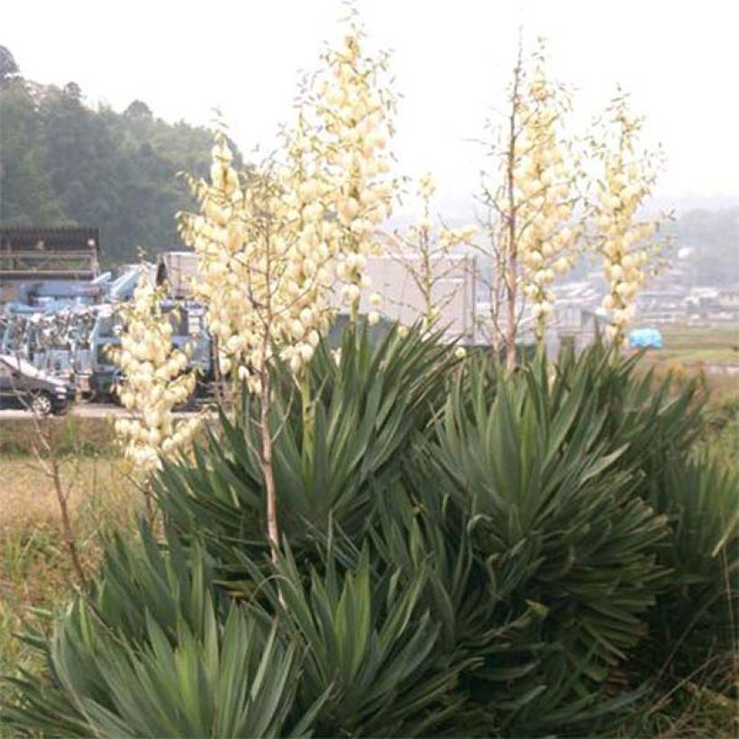 Yucca gloriosa - Dague espagnole (Port)