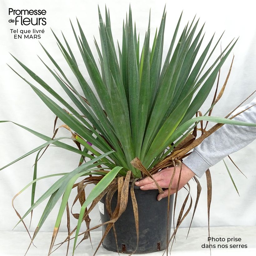 Spécimen de Yucca gloriosa - Dague espagnole pot de 10L tel que livré au printemps