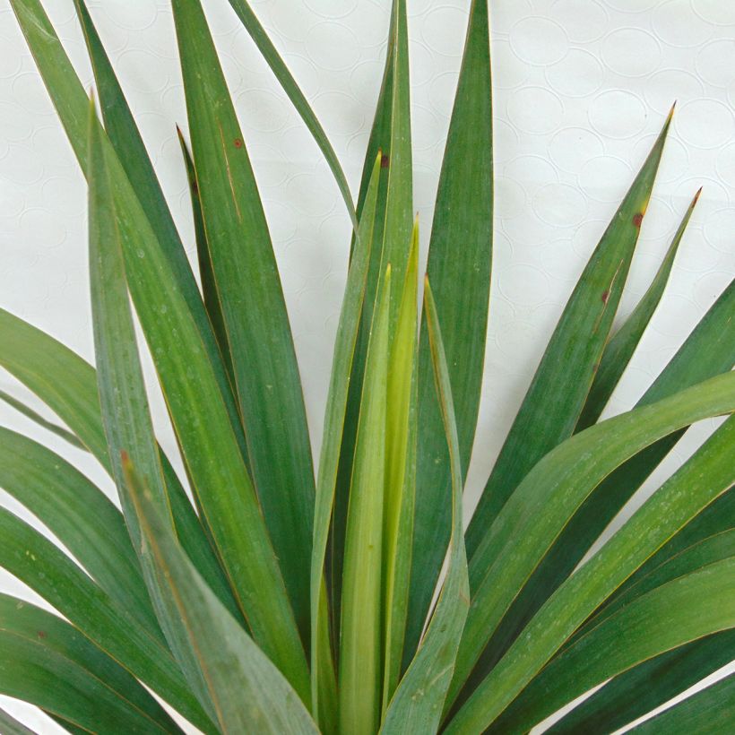 Yucca gloriosa - Dague espagnole (Feuillage)