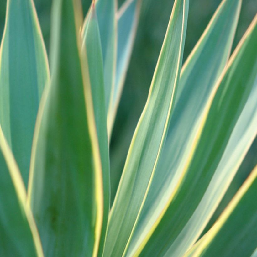 Yucca gloriosa Variegata - Dague espagnole (Feuillage)